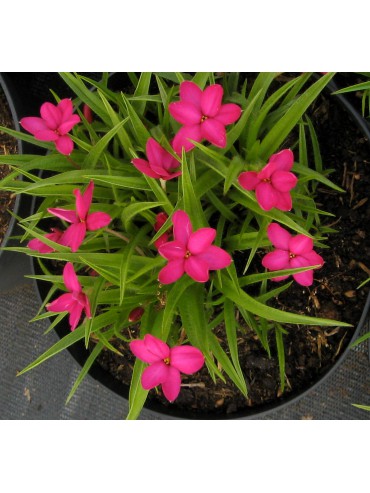 Rhodoxis 'Bloodstone'