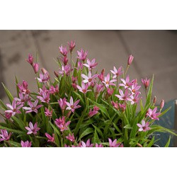 Rhodoxis 'Hebron Farm Pink'