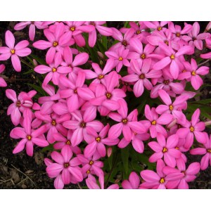 Rhodoxis 'Ruby Giant'