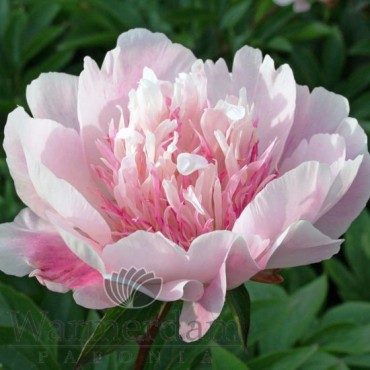 Paeonia 'Do Tell'