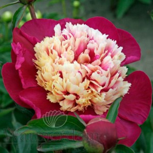 Paeonia 'White Cap'