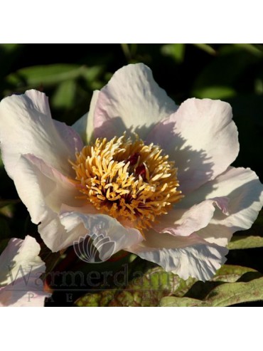 Paeonia 'Mai Fleuri'