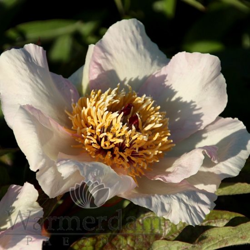 Paeonia 'Mai Fleuri'