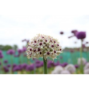 Allium basalticum 'Silver Spring'