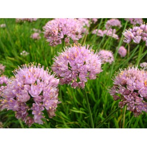 Allium senescens var. glaucum