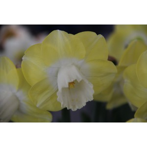 Narcissus 'Avalon'