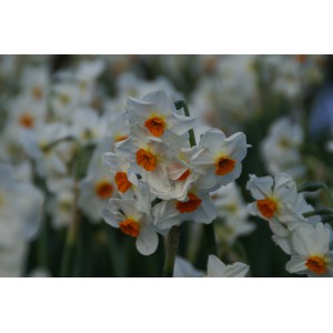 Narcissus 'Cragford'