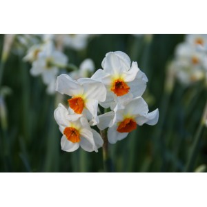 Narcissus 'Cragford'