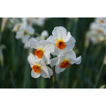 Narcissus 'Cragford'