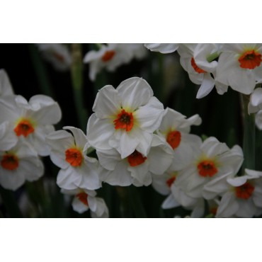 Narcissus 'Cragford'