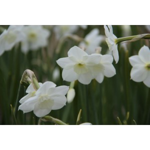 Narcissus 'Dainty Miss'