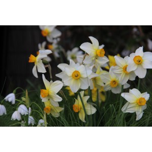 Narcissus 'Beryl'