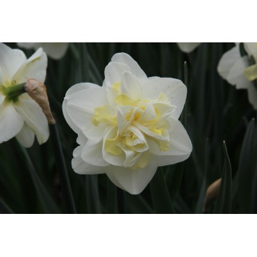 Narcissus 'Easter Born'