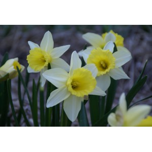 Narcissus 'February Silver'