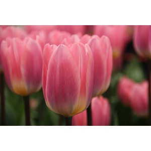 Tulipa 'Light and Dreamy'