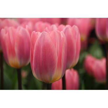 Tulipa 'Light and Dreamy'