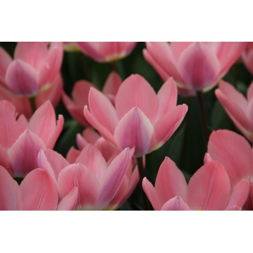 Tulipa 'Light and Dreamy'