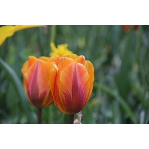 Tulipa 'Prinses Irene'