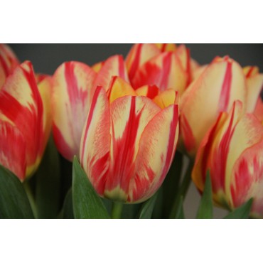 Tulipa 'Spryng Break'