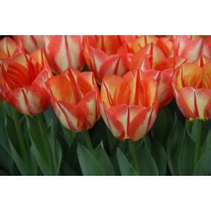 Tulipa 'Spryng Break'