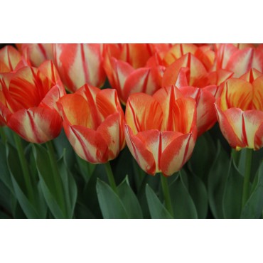 Tulipa 'Spryng Break'