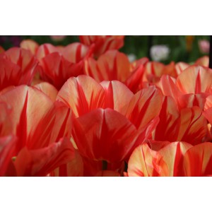 Tulipa 'Spryng Break'