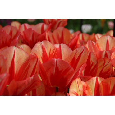 Tulipa 'Spryng Break'