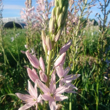 Camassia leichtlinii -roze tinten-