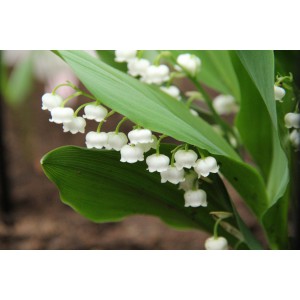 Convallaria majalis 'Bridal Choice'