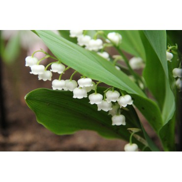 Convallaria majalis 'Bridal Choice'