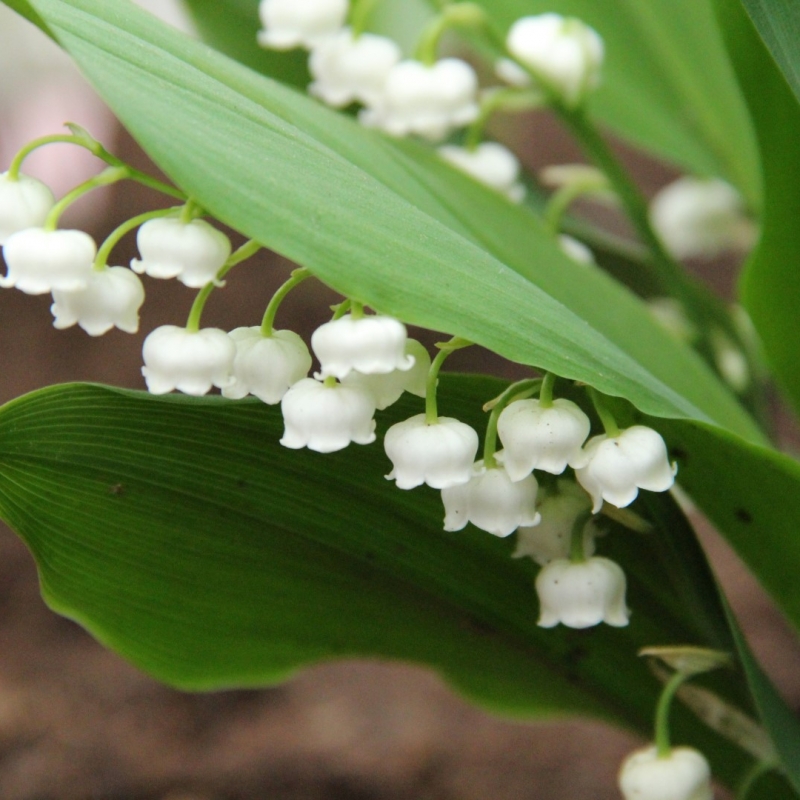 Convallaria majalis 'Bridal Choice'