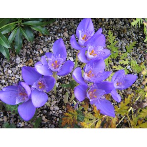 Crocus banaticus