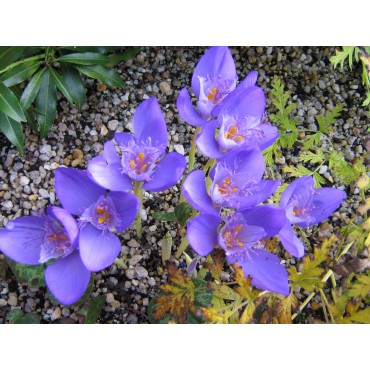 Crocus banaticus