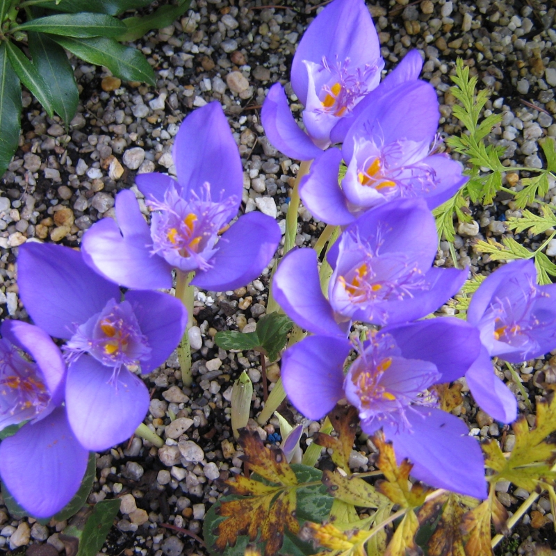 Crocus banaticus