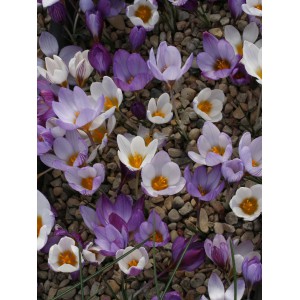 Crocus tauricus