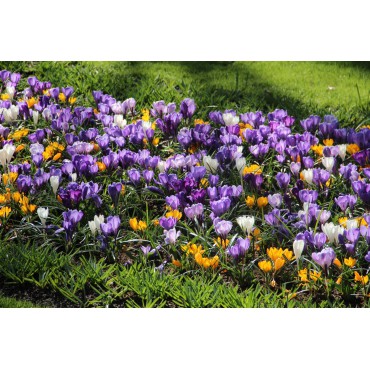 Crocus vernus -gemengd- 