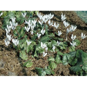 Cyclamen repandum subsp. peloponnesiacum 'Album' 