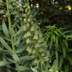 Fritillaria persica 'Green Dreams'