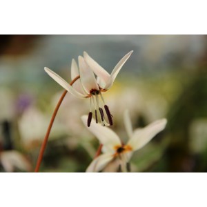 Erythronium dens-canis 'Snowflake'