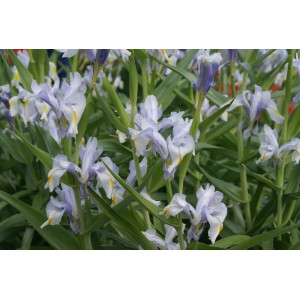 Iris magnifica 