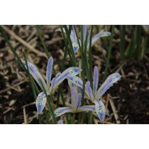 Iris reticulata 'Painted Lady'