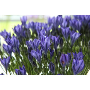 Triteleia 'Blues'