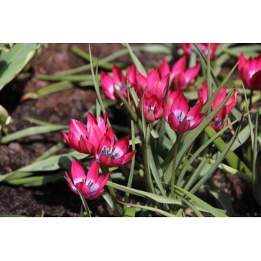 Tulipa 'Little Beauty'