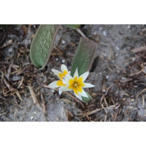 Tulipa regellii