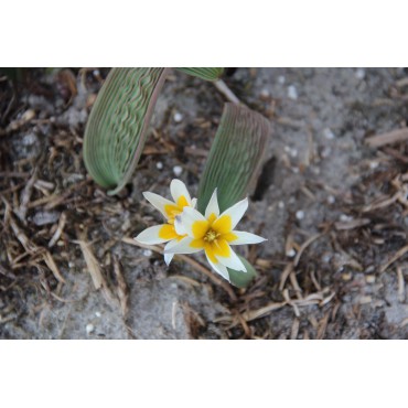 Tulipa regellii