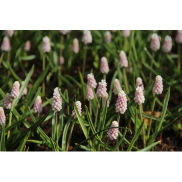 Muscari 'Pink Sunrise'