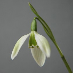 Galanthus 'Emerald Isle'