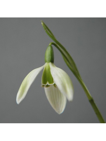 Galanthus 'Emerald Isle'