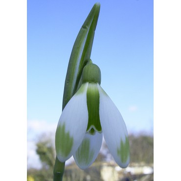 Galanthus 'Fieldgate Forte'