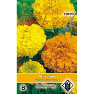 Tagetes erecta 'Crackerjack'